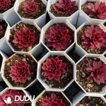 21pcs Aeonium Skylark Seedlings