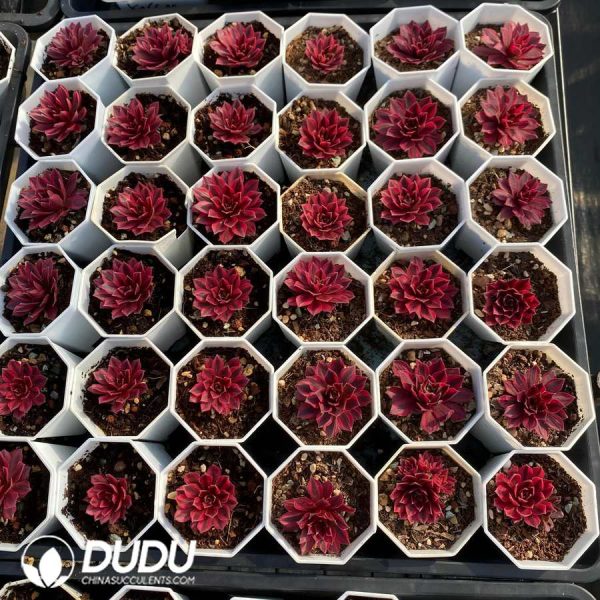 21pcs Aeonium Skylark Seedlings - Image 2