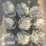 Echeveria Lake Baikal Semi-Variegated - Image 2