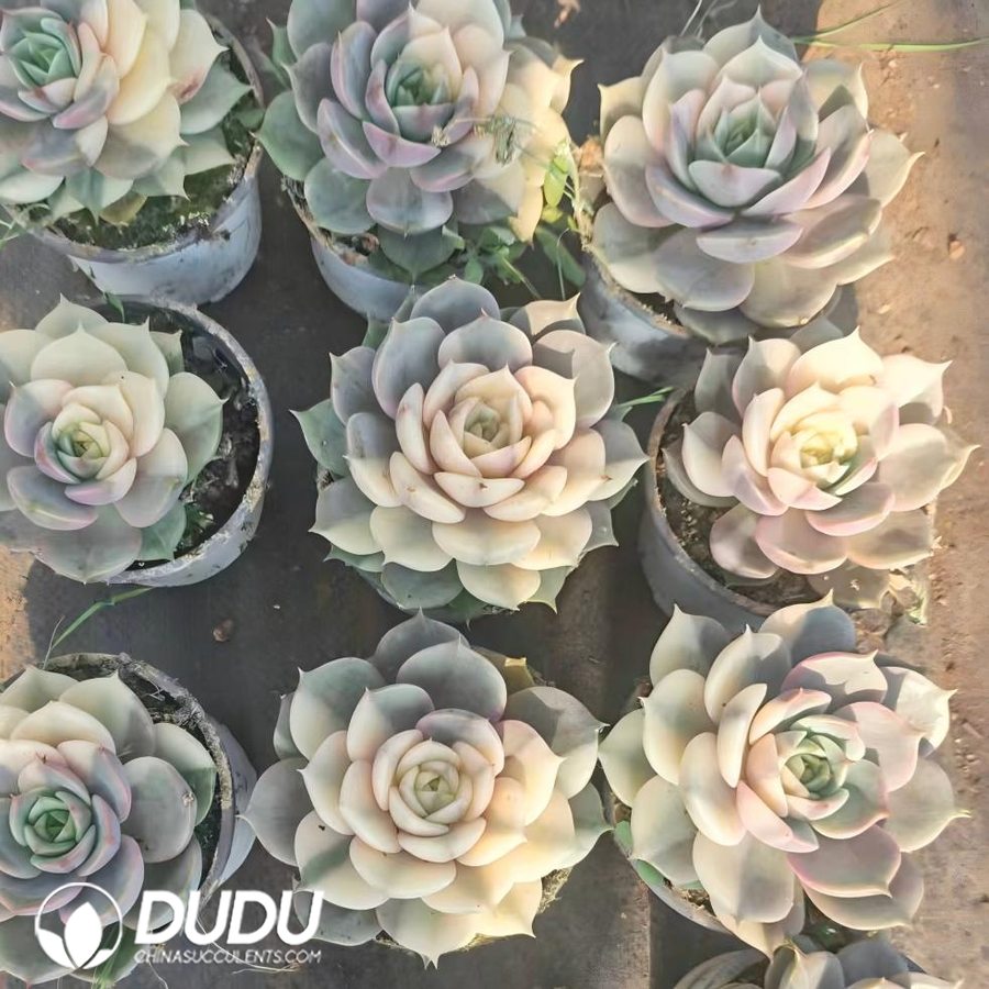 10812D90.jpg Echeveria Lake Baikal Semi-Variegated - Image 1