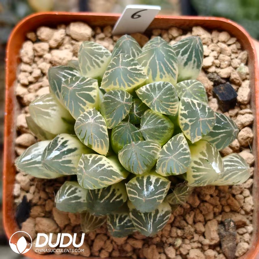 10825D85.jpg Haworthia Obtusa 'Rouge' Variegated - Image 1