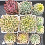 10pcs Variegated Echeveria Random Set