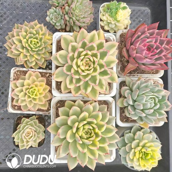 10pcs Variegated Echeveria Random Set - Image 2