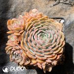 Echeveria Tianci