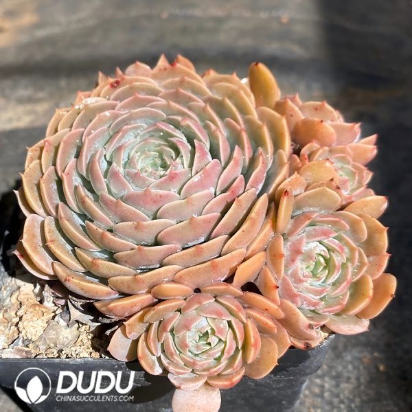 Echeveria Tianci - Image 2