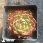 Echeveria Lime & Chili