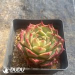 Echeveria Lime & Chili - Image 2