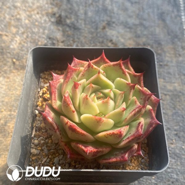 Echeveria Lime & Chili - Image 2