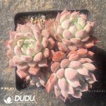 Echeveria Silver Wings Clustering Pink