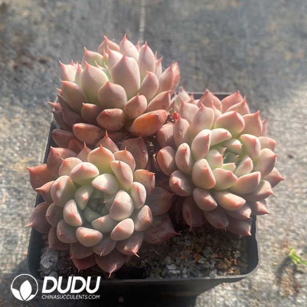 Echeveria Silver Wings Clustering Pink - Image 2