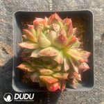 Echeveria Lime & Chili Clustering