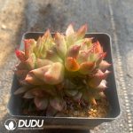 Echeveria Lime & Chili Clustering - Image 2