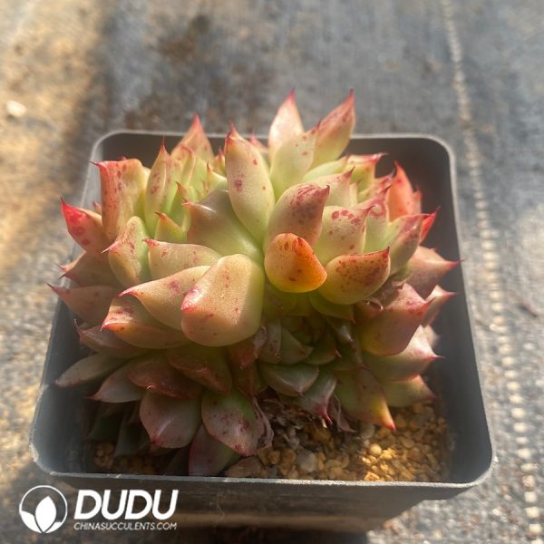 Echeveria Lime & Chili Clustering - Image 2