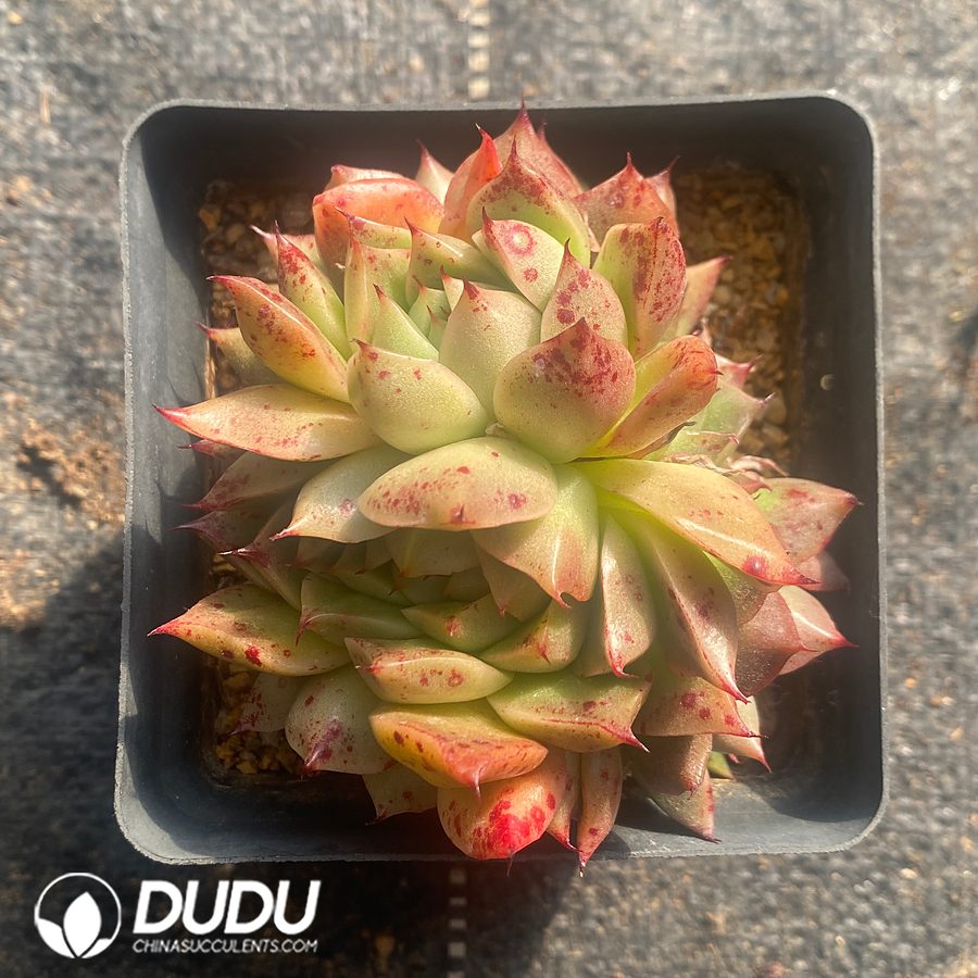 10831D100.jpg Echeveria Lime & Chili Clustering - Image 1