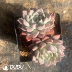 Echeveria Silver Wings Double Heads Pink
