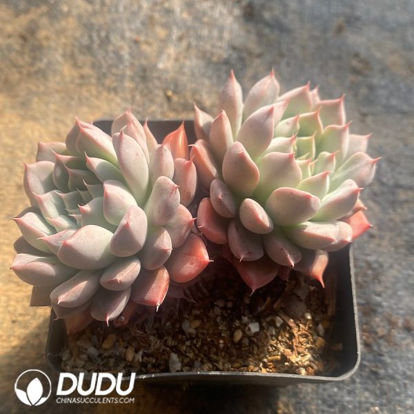 Echeveria Silver Wings Double Heads Pink - Image 2