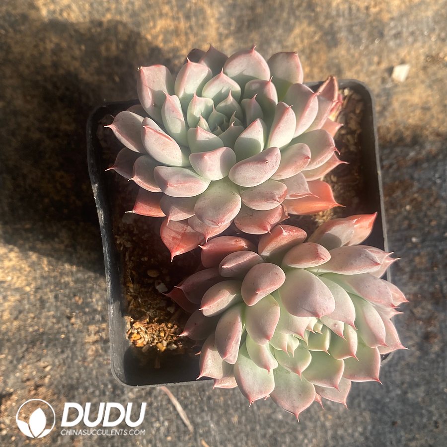10832D70.jpg Echeveria Silver Wings Double Heads Pink - Image 1