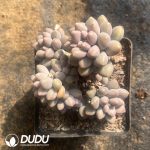 Pachyphytum Stella Lou hybrid