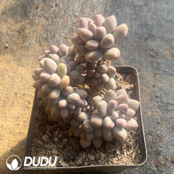Pachyphytum Stella Lou hybrid - Image 2