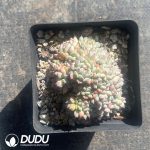Pachyveria Red Cherry Clustering