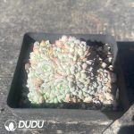 Pachyveria Red Cherry Clustering - Image 2