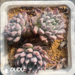 Echeveria Silver Wings Clustering
