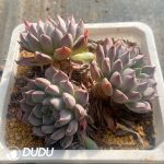 Echeveria Silver Wings Clustering - Image 2