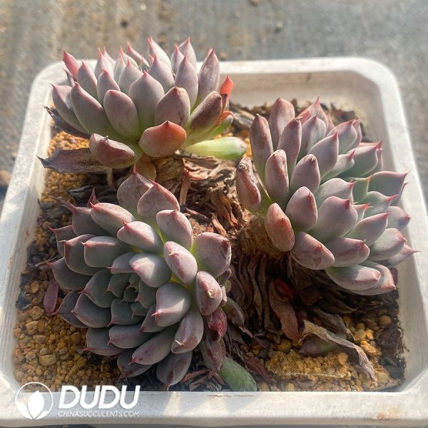 Echeveria Silver Wings Clustering - Image 2