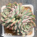 Echeveria Blue Mountain Double Heads