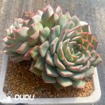 Echeveria Blue Mountain Double Heads - Image 2