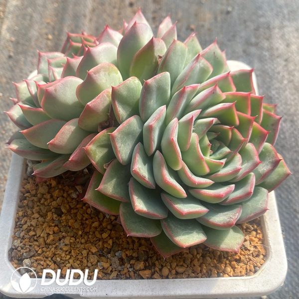 Echeveria Blue Mountain Double Heads - Image 2
