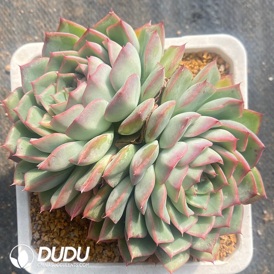 10836D140.jpg Echeveria Blue Mountain Double Heads - Image 1