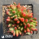 Echeveria Ice Sevillia