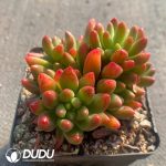 Echeveria Ice Sevillia - Image 2
