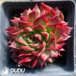 Echeveria Red Flame