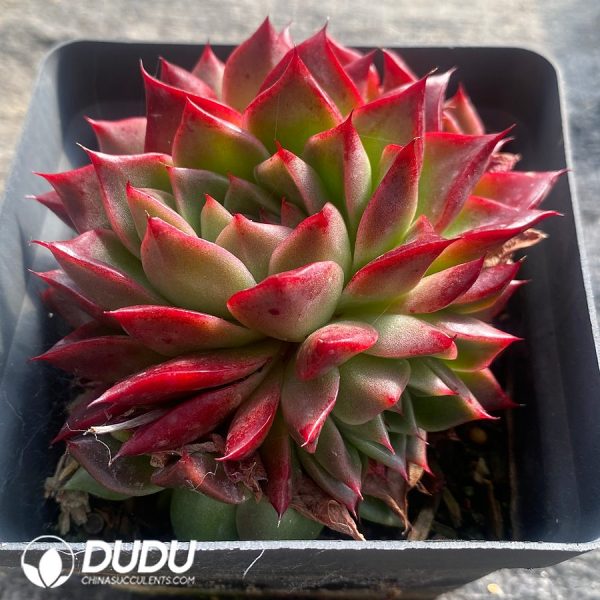 Echeveria Red Flame - Image 2