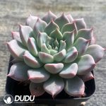 Echeveria Silver Wings - Image 2