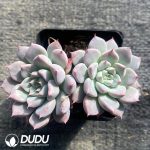 Echeveria Silver Wings Double Heads