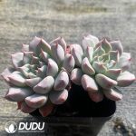 Echeveria Silver Wings Double Heads - Image 2
