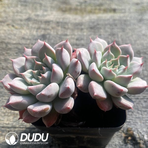 Echeveria Silver Wings Double Heads - Image 2