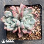 Echeveria Fragrance