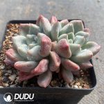 Echeveria Fragrance - Image 2