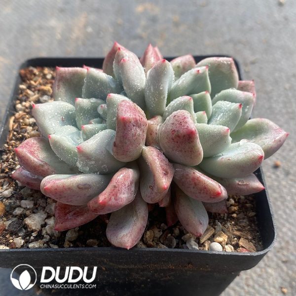 Echeveria Fragrance - Image 2