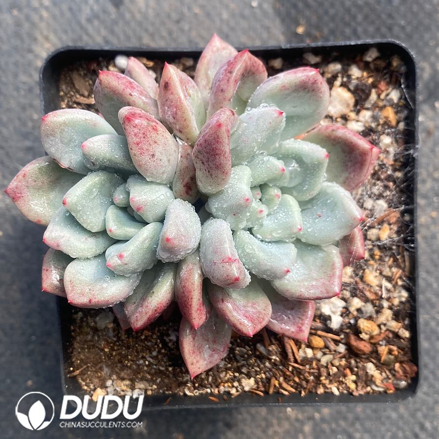 10841D100.jpg Echeveria Fragrance - Image 1