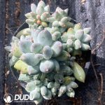(Scattered) Pachyphytum Oviferum