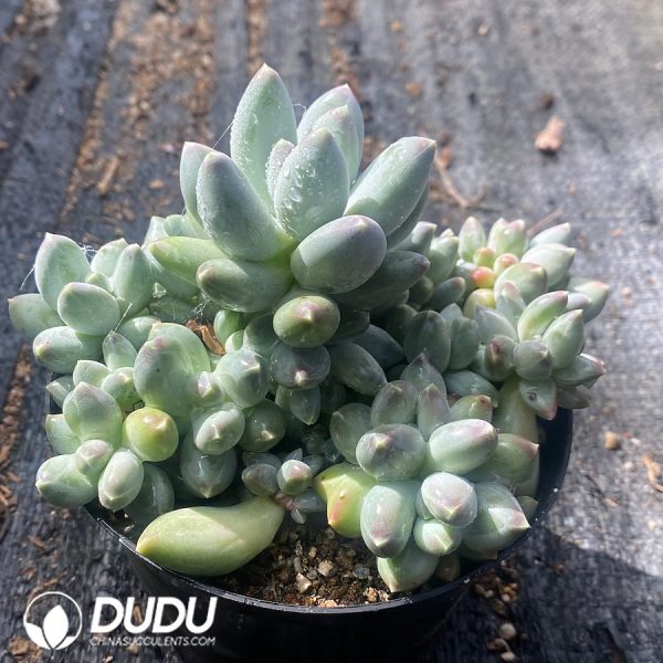 (Scattered) Pachyphytum Oviferum - Image 2