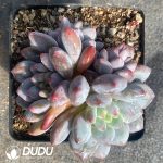 Echeveria Baby Dream