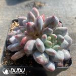 Echeveria Baby Dream - Image 2
