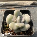 Echeveria Violet - Image 2