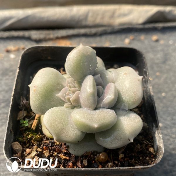 Echeveria Violet - Image 2